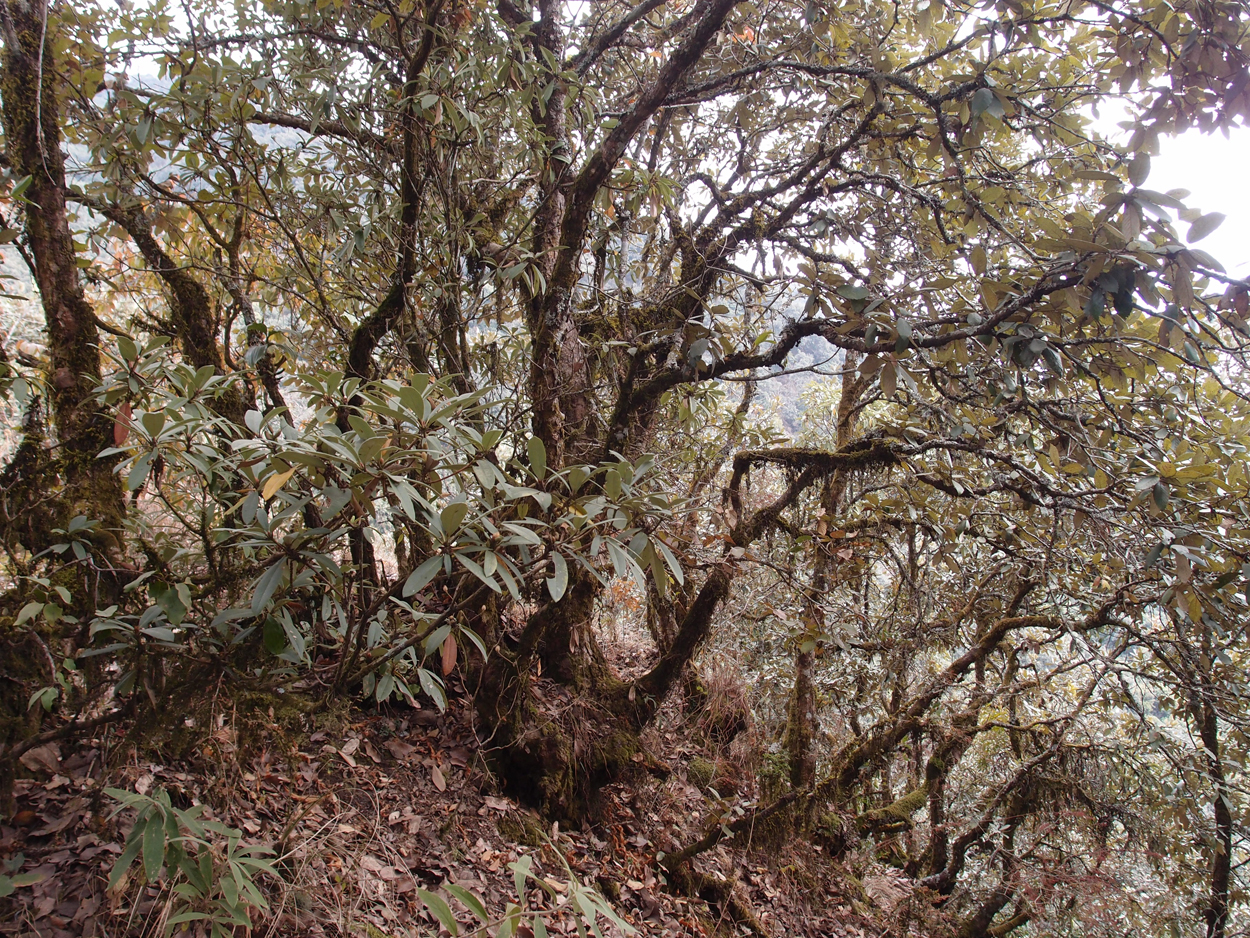 2018-01-16 12 Uhr - Im Shivapuri Nagarjun National Park (Nagi Gumba) (Foto) 